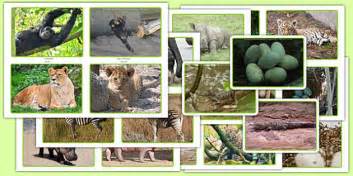 Animal Chart with Pictures | Ready-to-print Animal Pictures