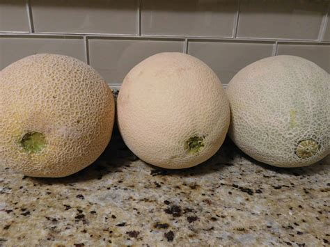How to Pick a Ripe Cantaloupe | Goodnature