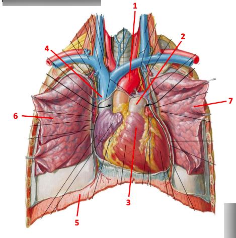 Thorax Function 的图像结果
