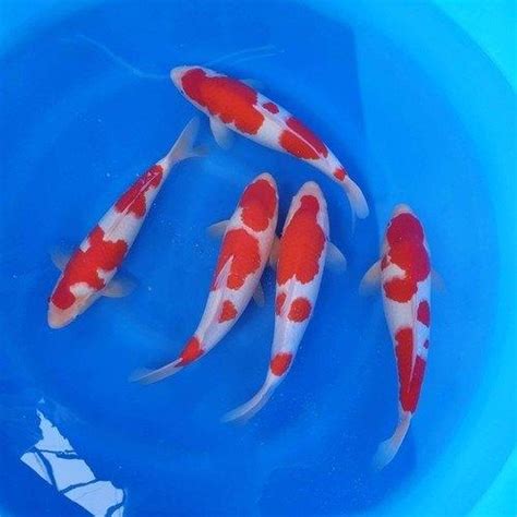 Japanese KOI CARP | FRESHWATERAQUATICA