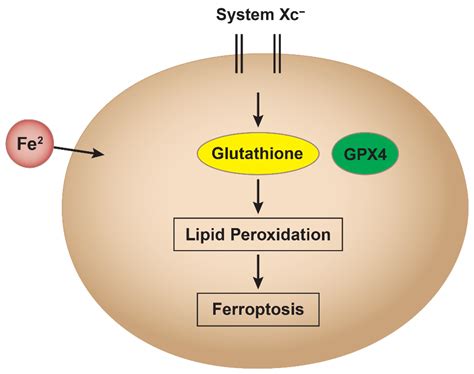 Ferroptosis in Toxicology: Present and Future