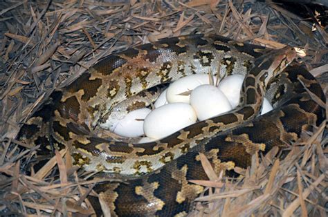 Image result for Python Laying Eggs