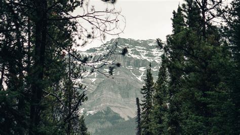 Wallpaper trail, forest, mountains, trees, landscape hd, picture, image