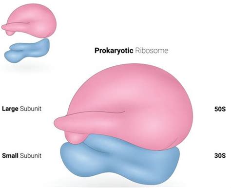 Structure of bacteria — lesson. Science State Board, Class 9.