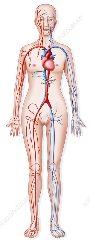 Image result for Simple Blood Circulation