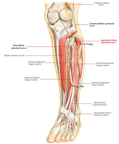 Nervus Peroneus Video | Superficial fibular (peroneal) nerve: Anatomy ...