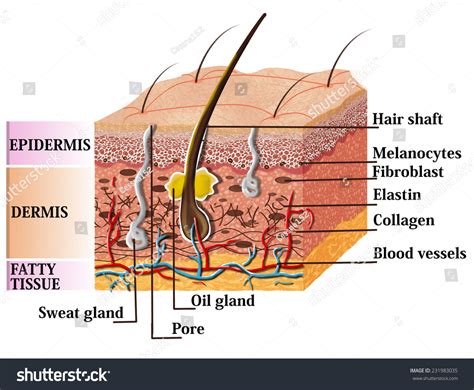 Labelled Diagram Of Skin Layers And Hair Structure at Geraldine Givens blog
