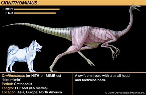 Types Of Ornithomimidae