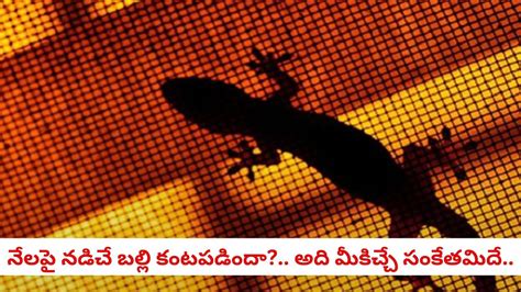 Vastu Shastra: ఇంట్లో బల్లి నేలపై నడిచినట్టు కనిపించిందా? అది దేనికి ...
