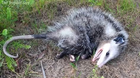 An Amusing Look at How Opossums Grow Up to Play Dead