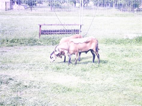 Tiere Kleinanzeigen Cottbus Anzeigenmarkt Cottbus