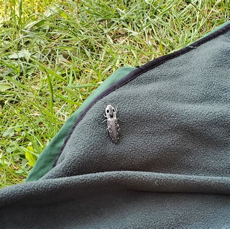 Something bit me! : r/whatsthisbug