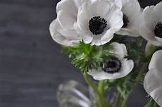 fiori in bianco e nero le bianche margherite in bianco e nero fiori in bianco e nero le bianche margherite in bianco e nero