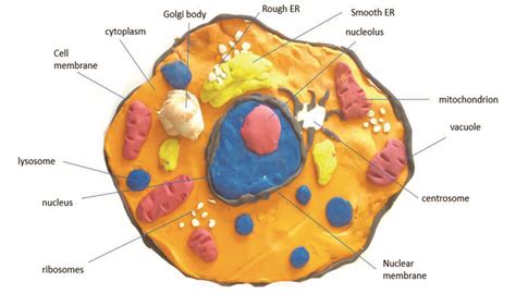 Building cell models - Abingdon Prep School