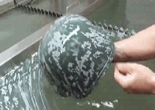 Image result for How to Paste Your Printed Logo On Object Using Water