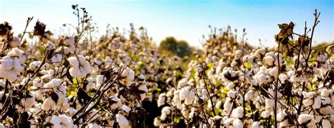 How power shaped the ‘success story’ of genetically modified cotton in ...
