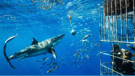 What is the Average Life Expectancy of Sharks? 🦈