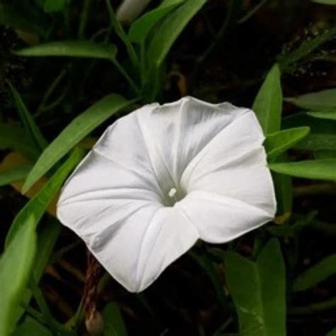 Ipomoea aquatica – Firefly Life Sciences Pvt. Ltd.