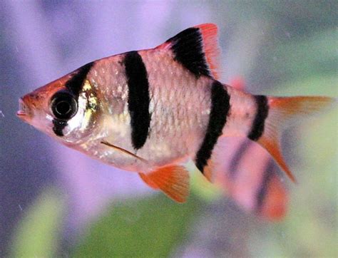 12 Popular Aquarium Fish for Your Home Aquarium - Pets Hyme