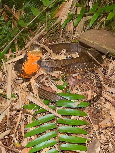 Nest Of Female King Cobra