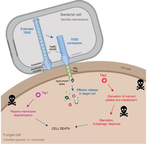 JoF | June 2019 - Browse Articles