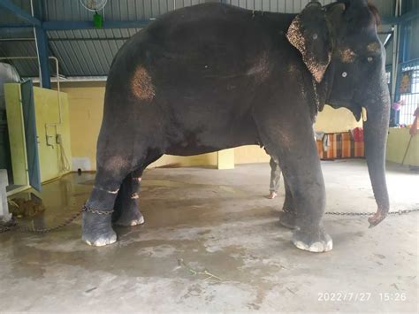 PETA इंडिया और जीव-जन्तु कल्याण बोर्ड के हस्तक्षेप के बाद तमिलनाडु ...