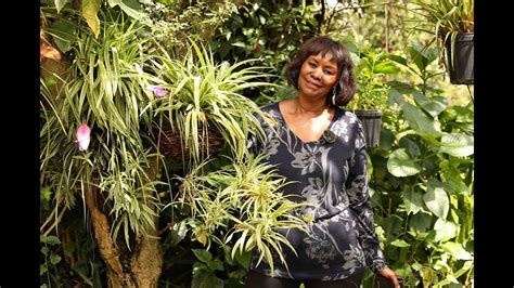 Image result for Plantlets Examples