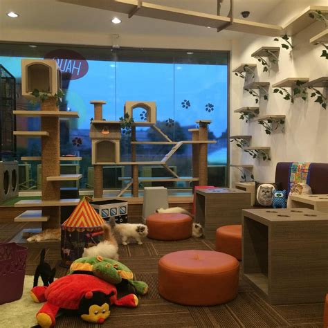 CUTIE CATS CAFE (2025) All You Need to Know BEFORE You Go (with Photos ...