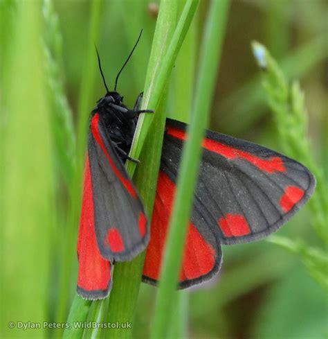 Cinnabar Moth - (Tyria jacobaeae) - Species - WildBristol.uk