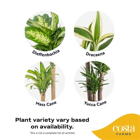 Costa Farms Plants with Benefits Live Indoor Plant Foliage Assorted in ...