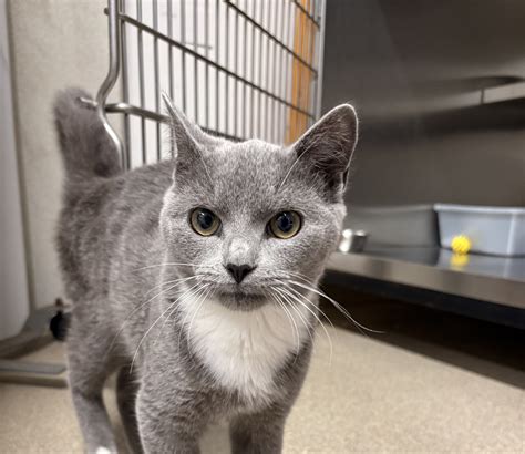 Lucky crop – harvest hills animal shelter Open by appointment only