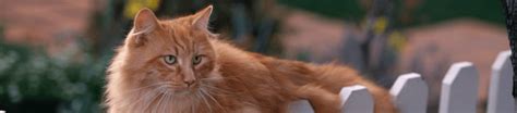 Is Your Cat Overweight, Underweight, or Just Right? | IAMS™