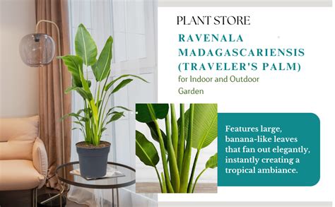 PLANT STORE® Travellers Palm Live Plant for Indoor and Outdoor Garden ...
