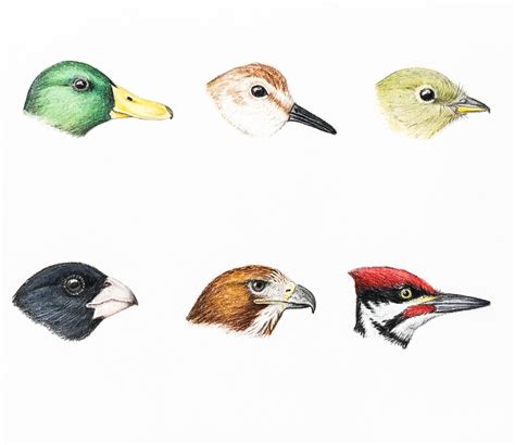 How Do Birds Eat With Their Beaks at Deborah Duncan blog