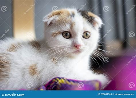 Scottish Fold Cat Sitting in the Floor. Calico Cat Looking at Camera ...