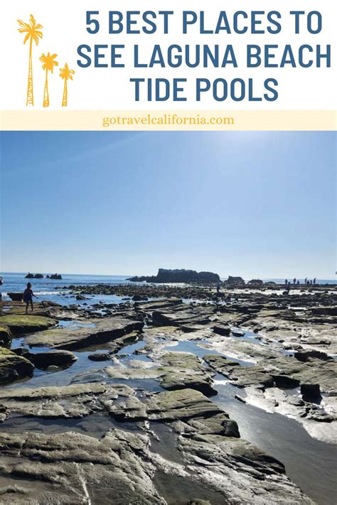 5 Best Places to See Laguna Beach Tide Pools - Go Travel California
