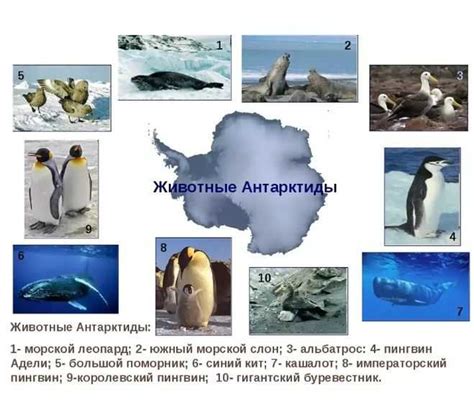 Какие животные обитают в антарктиде - виды, названия, описание и фото