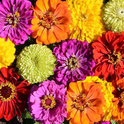 Zinnia PAINTED WAGONS Rainbow Mix Butterflies Hummingbirds Seeds ...