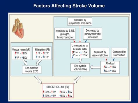 What Increases Stroke Volume