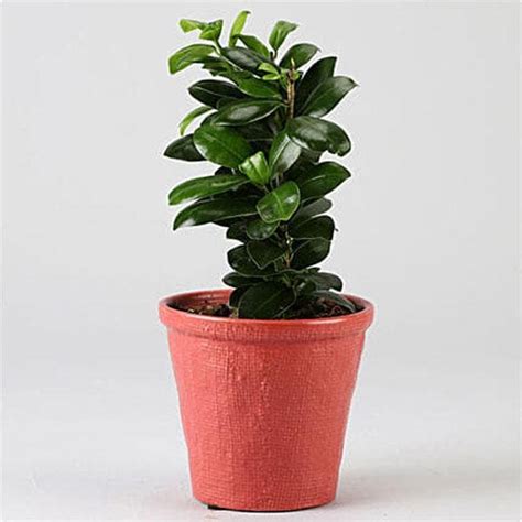 Buy Ficus Compacta - Plant online from Nurserylive at lowest price.