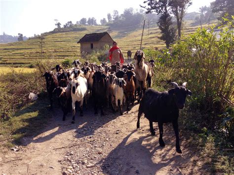 Holy Goats! They're Kind Of A Big Deal In One Nepali Town : Goats and ...