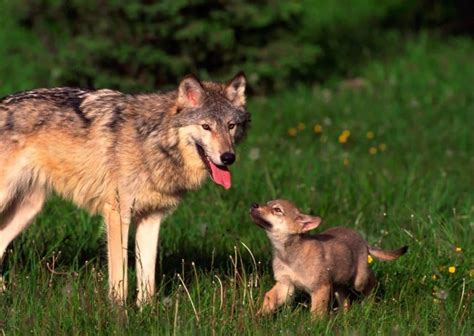 Image result for Positive Social Behavior of Wolves