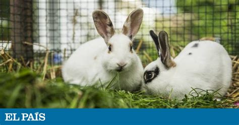 Un ‘asesino en serie’ de conejos en la Bretaña francesa | Blog Mundo ...