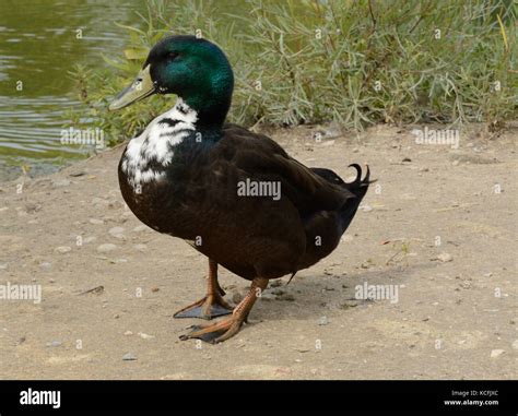 Black Swedish Ducks As Pets
