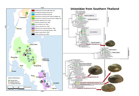 Diversity and Phylogenetics of Freshwater Mussels (Unionidae) from ...