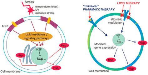 Heat Shock Proteins and Autophagy Pathways in Neuroprotection: From ...