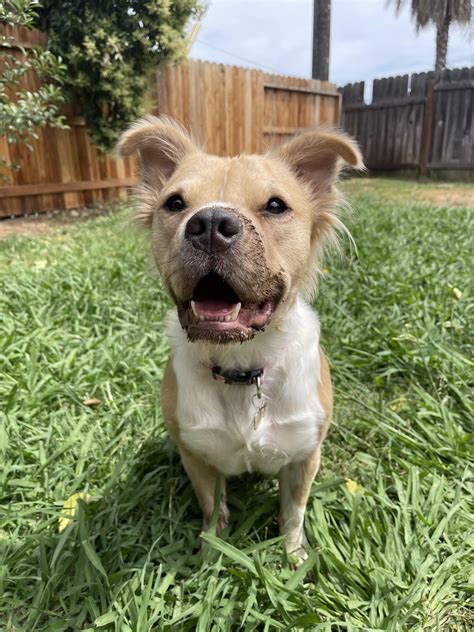 The many faces of Shrimp (the long-haired Pit Bull Terrier) and bonus ...