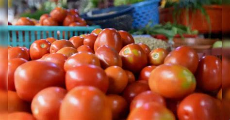McDonald’s India - NE to invest in hydroponic farming of tomatoes ...