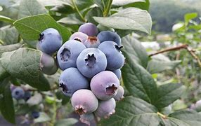 Image result for Organic Soil Acidifier for Blueberries