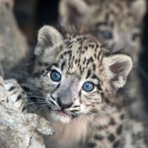 Discover the Adorable World of Baby Snow Leopards